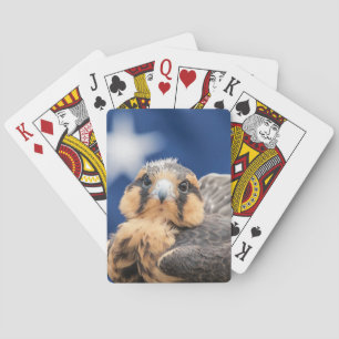 Aplomado Falcon with Flag Playing Cards