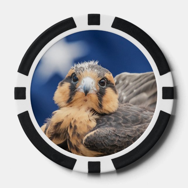 Aplomado Falcon with Flag Poker Chips (Front)