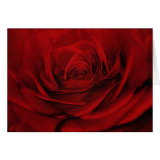 Aplotomy Of The Heart