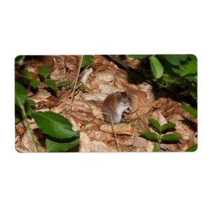 Apodemus sylvaticus