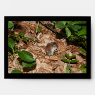 Apodemus sylvaticus envelope