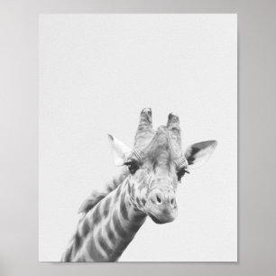 Apollo the giraffe poster