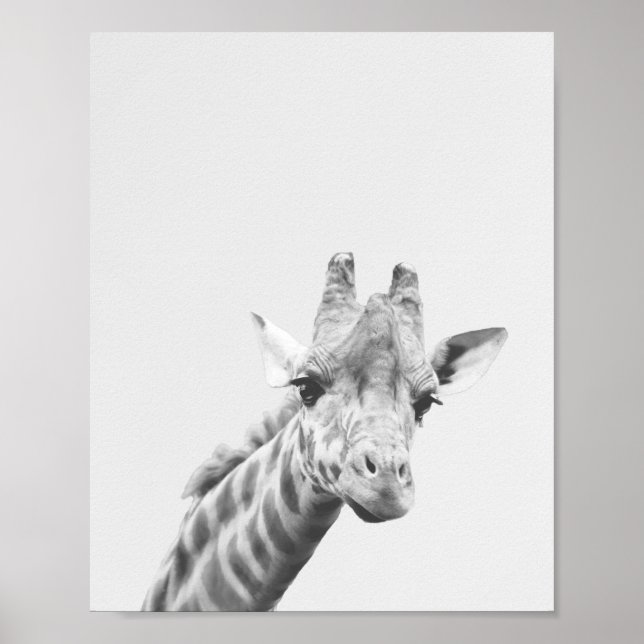 Apollo the giraffe poster (Front)