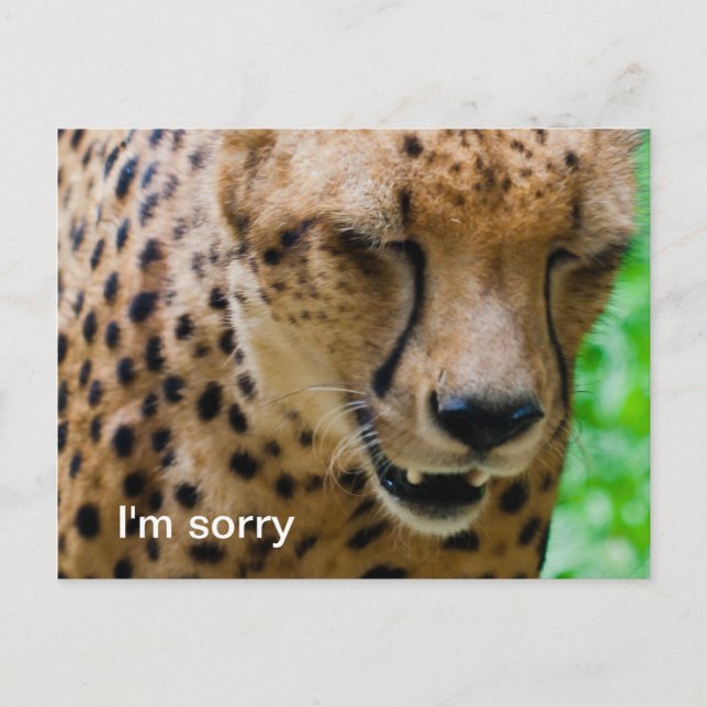 Apologetic Cheetah Postcard (Front)