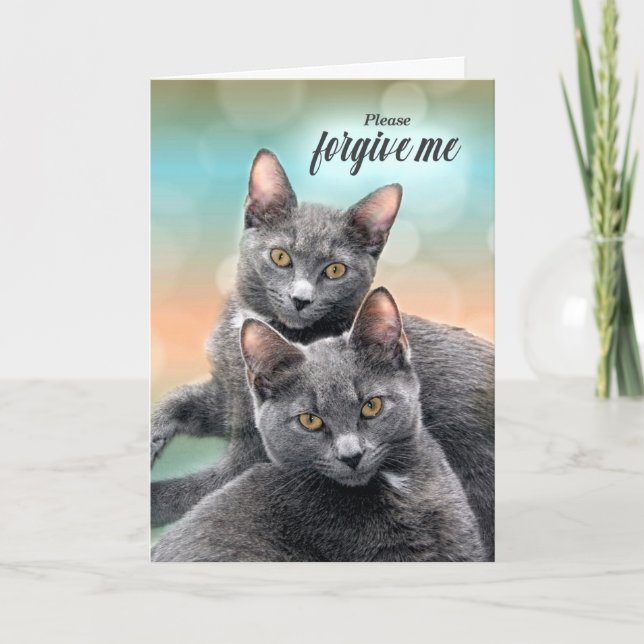 Apology for Cat Lover Two Grey Cats Card (Front)