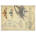 Apothecary Decoupage Tissue