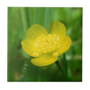 Appalachian Buttercup Decorative Tile