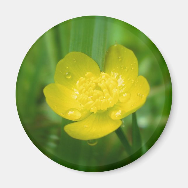 Appalachian Buttercup Magnet (Front)