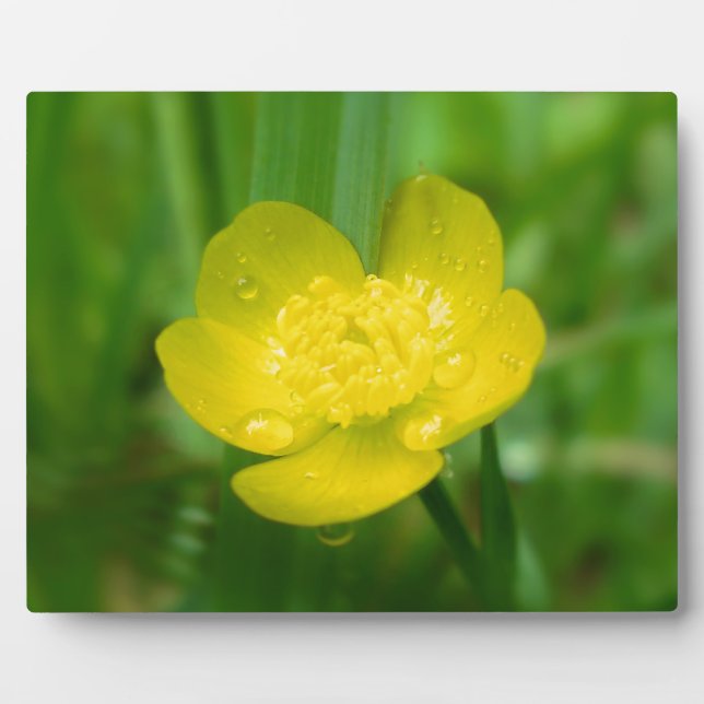 Appalachian Buttercup Photo Plaque (Front)