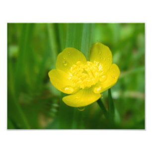 Appalachian Buttercup Photo Print