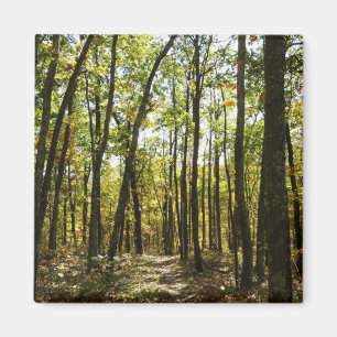 Appalachian Trail in October at Shenandoah Magnet