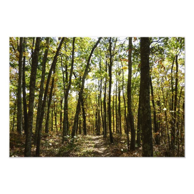 Appalachian Trail in October at Shenandoah Photo Print (Front)