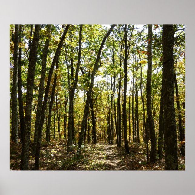 Appalachian Trail in October at Shenandoah Poster (Front)