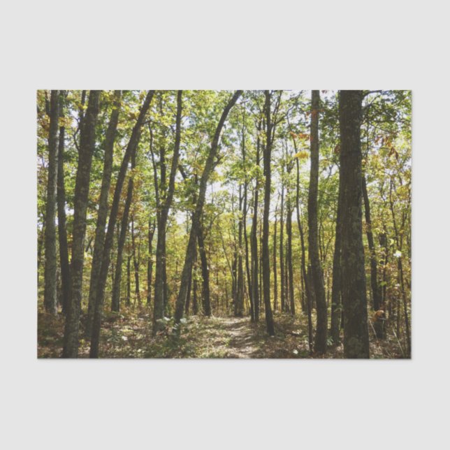 Appalachian Trail in October at Shenandoah Tissue Paper (Front)