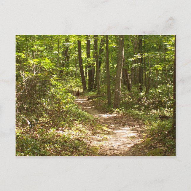appalachian trail pennsylvania turkeys postcard (Front)