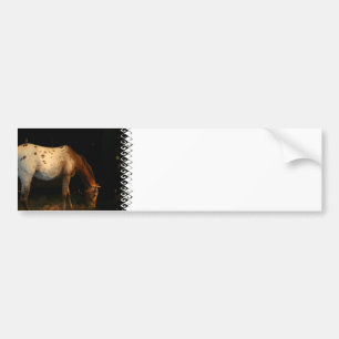 Appaloosa Bumper Sticker