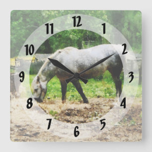Appaloosa Eating Hay Square Wall Clock