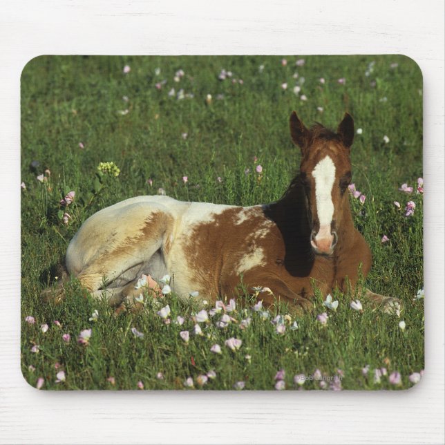 Appaloosa Foal Laying Down in Flowers Mouse Pad (Front)