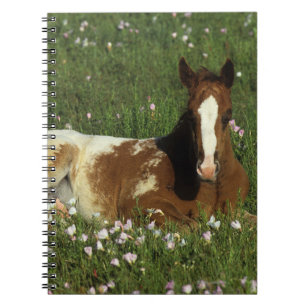 Appaloosa Foal Laying Down in Flowers Notebook