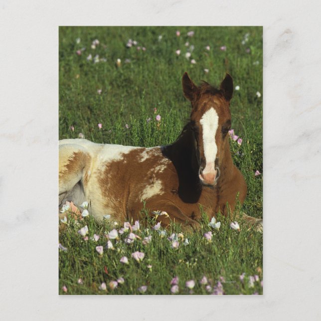 Appaloosa Foal Laying Down in Flowers Postcard (Front)