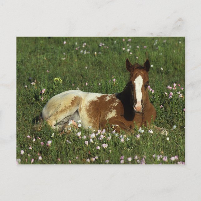 Appaloosa Foal Laying Down in Flowers Postcard (Front)