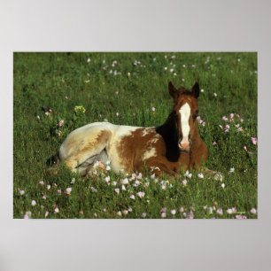 Appaloosa Foal Laying Down in Flowers Poster