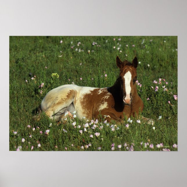 Appaloosa Foal Laying Down in Flowers Poster (Front)