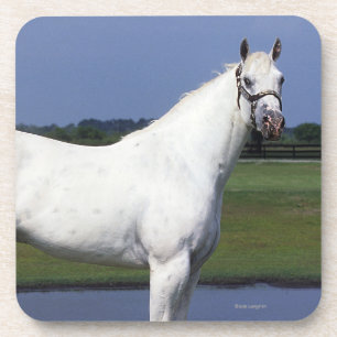 Appaloosa Horse Coaster
