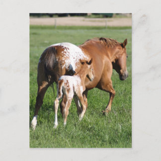 Appaloosa horse foal and mare postcard