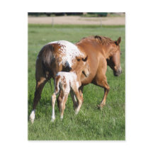 Appaloosa horse foal and mare