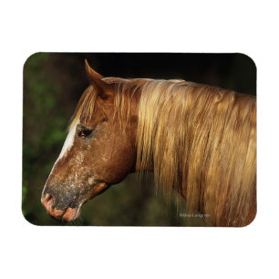 Appaloosa Horse Headshot 1 Magnet