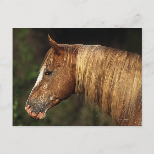 Appaloosa Horse Headshot 1 Postcard (Front)