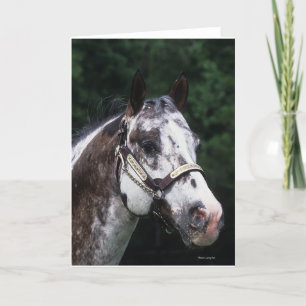 Appaloosa Horse Headshot 2 Card