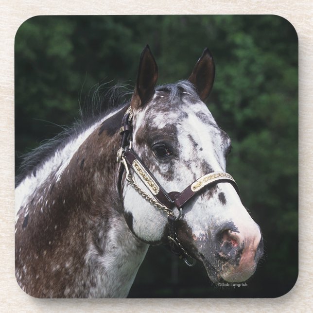 Appaloosa Horse Headshot 2 Coaster (Front)