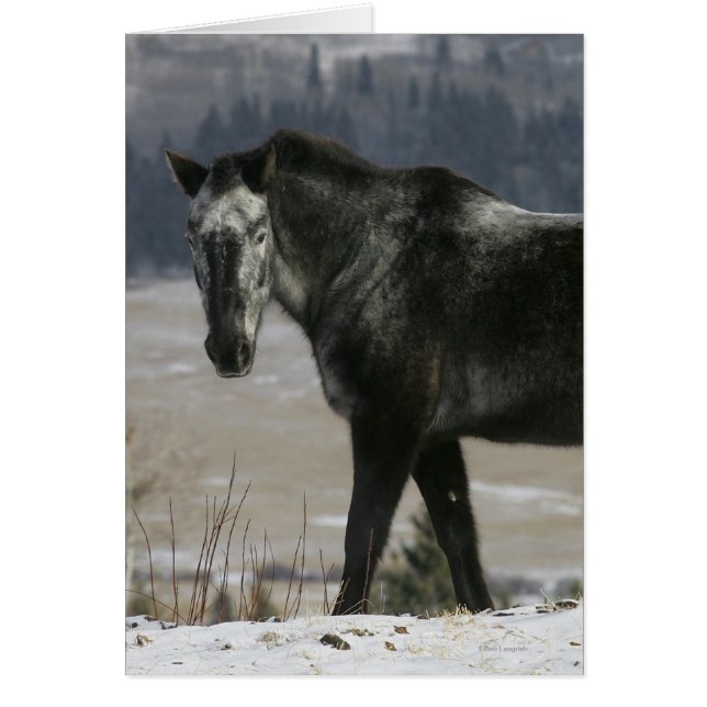 Appaloosa Horse in the Snow (Front)