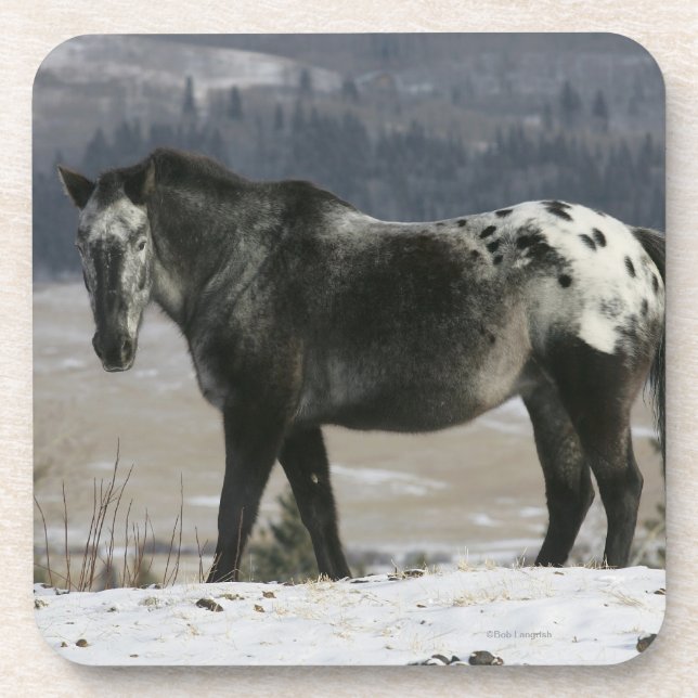 Appaloosa Horse in the Snow Coaster (Front)