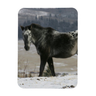 Appaloosa Horse in the Snow Magnet