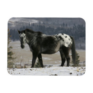 Appaloosa Horse in the Snow Magnet