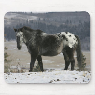 Appaloosa Horse in the Snow Mouse Pad