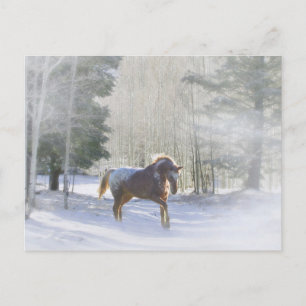Appaloosa Horse in the Snow Season's Greetings Holiday Postcard