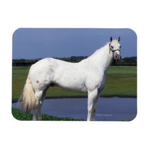 Appaloosa Horse Magnet