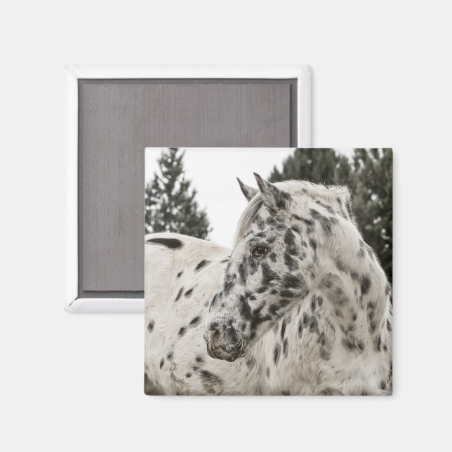 Appaloosa Horse Magnet (Front/Back)