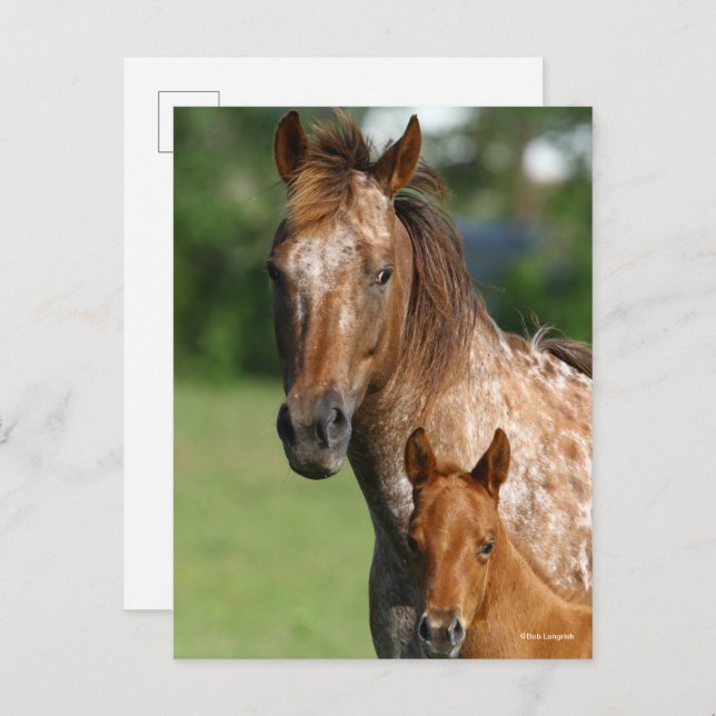 Appaloosa Horse Mare and Foal Headshot Postcard (Front/Back)