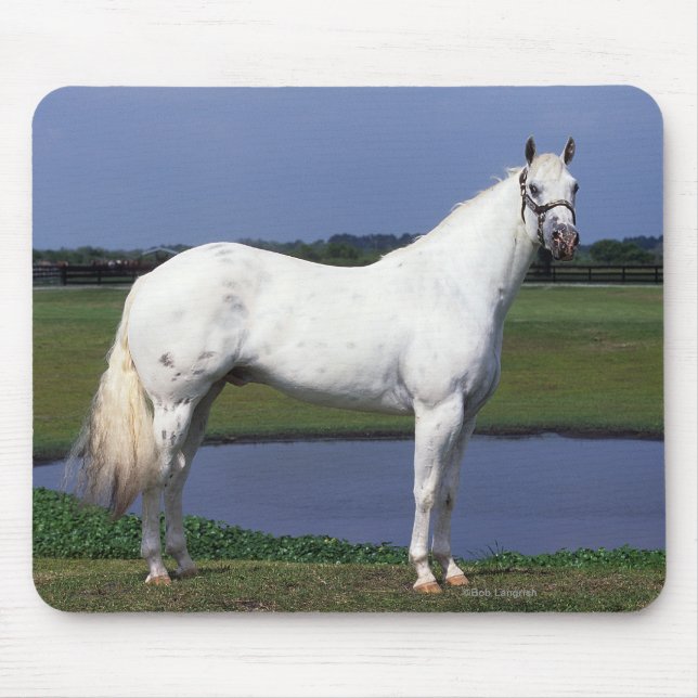 Appaloosa Horse Mouse Pad (Front)
