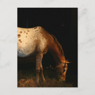 Appaloosa Horse Postcard