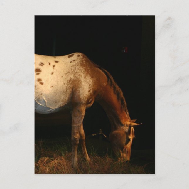 Appaloosa Horse Postcard (Front)