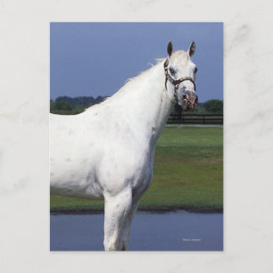 Appaloosa Horse Postcard