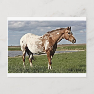Appaloosa horse postcard