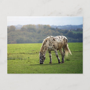 Appaloosa horse postcard
