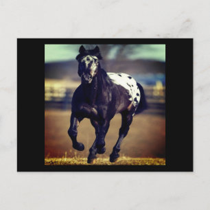 Appaloosa Horse Postcard